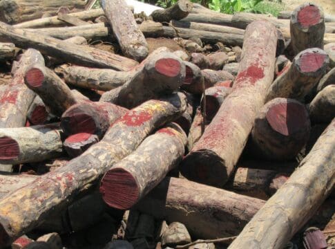 Wounaan Indigenous people have opposed illegal rosewood logging and centuries of exploitation with wisdom and beauty