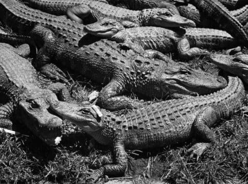 The forgotten racial history of Alligator Alcatraz