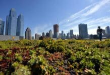 Green roofs can help cool cities in the summer heat, but building them is only the first step – many don’t survive