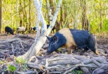 Controlling wild pigs can work if it’s a group effort