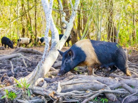 Controlling wild pigs can work if it’s a group effort