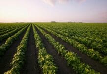 Why the US-Canada trade war could change how American farmers grow their crops for years