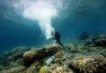 Galápagos corals show El Niño events are more extreme now than in past 1,000 years – here’s how my team made the discovery
