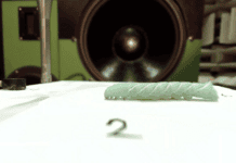 Caterpillar twitches in an ultraquiet chamber are helping biologists understand how these insects hear without ears