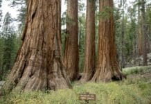 Yosemite, again in corporate crosshairs, embodies the long war over US national park privatization