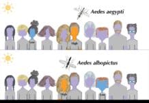 Mosquitoes are picky eaters – we studied 3 common South Florida species to learn why they like some people more than others