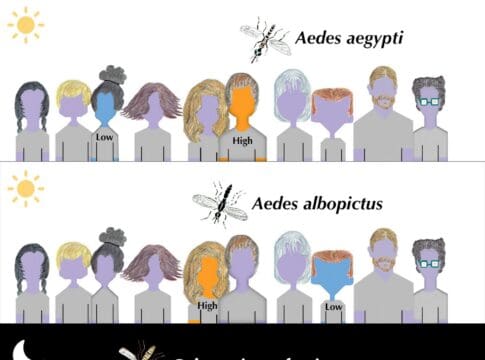 Mosquitoes are picky eaters – we studied 3 common South Florida species to learn why they like some people more than others