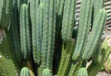 Huachuma, the Andean psychedelic cactus, is drawing Western seekers and raising ethical questions