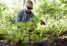 To control weeds in your garden, late summer and early fall is the best time to make a difference