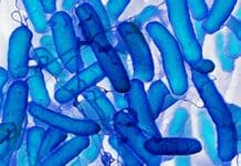 Learning without a brain – how bacteria store memories and remember the past like artificial neural networks