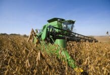 How soybeans took over the American diet – without anyone noticing