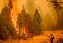 Wildfire strategy doesn’t need a winner – with 3 camps fighting for dominance, the system can’t keep up with the risk