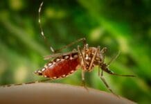 Dengue-carrying mosquitoes expand their reach into new territories – including Florida