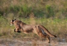 3 iconic animals show the value of the US Endangered Species Act – and the harm in stripping it away