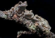 Too many males to choose from can overwhelm female frogs – and change who gets to mate