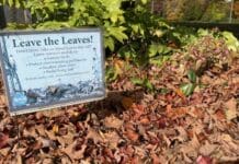 Why fall yard care could start with doing less – but not nothing