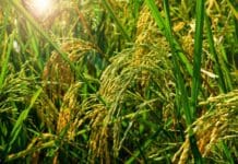 Ancient people relied on genetic variation already present in wild plants to domesticate crops like rice and corn