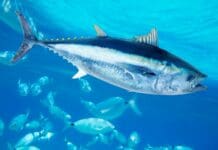 Hooked on tuna: People have been harvesting these ocean predators for 44,000 years