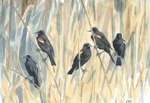 For centuries, bird migration was a mystery – a tech revolution is changing that, and could help save these amazing creatures