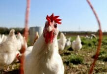 Why haven’t farm animals evolved against humans? A biologist explains why there won’t be a chicken uprising anytime soon