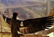 Who should have a say in which species are saved? The California condor offers lessons for a global biodiversity treaty