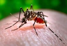 Where humans build, mosquitoes follow – bringing dengue, West Nile and other diseases with them