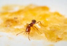 Earwax is both slippery and sticky – this weird combo might lead to safer insect repellents